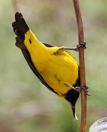 Scott's Oriole Icterus parisorum