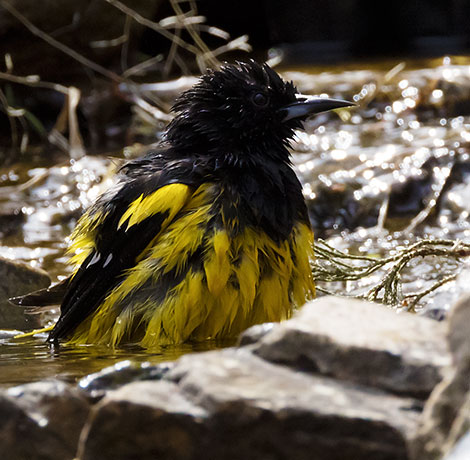 Scott's Oriole Icterus parisorum