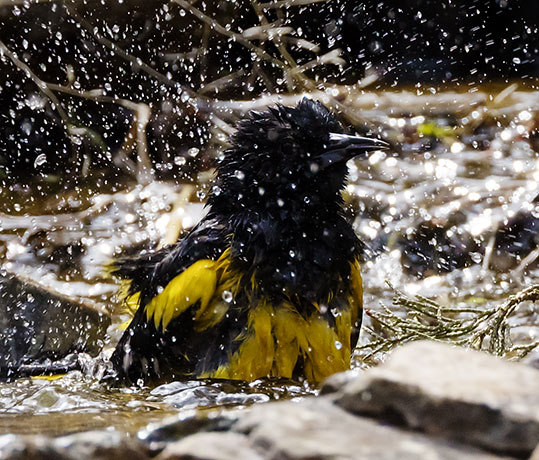 Scott's Oriole Icterus parisorum
