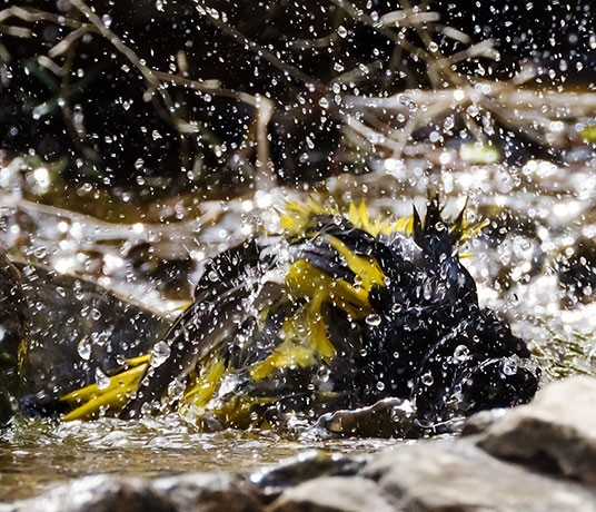 Scott's Oriole Icterus parisorum