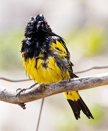 Scott's Oriole Icterus parisorum