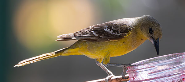 Scott's Oriole Icterus parisorum