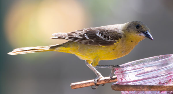 Scott's Oriole Icterus parisorum