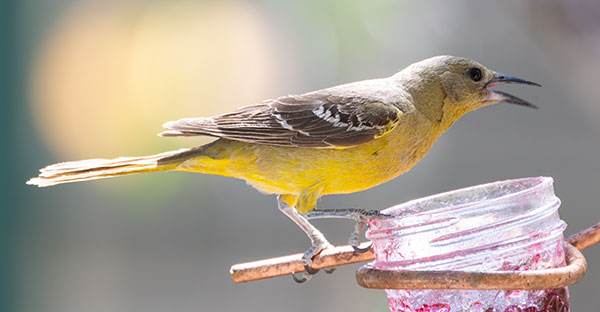 Scott's Oriole Icterus parisorum