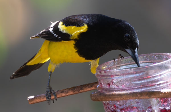 Scott's Oriole Icterus parisorum