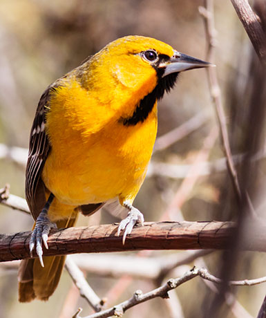 Streak-backed Oriole Icterus pustulatus  