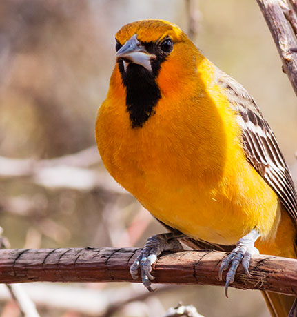 Streak-backed Oriole Icterus pustulatus  