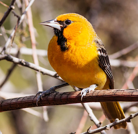 Streak-backed Oriole Icterus pustulatus  