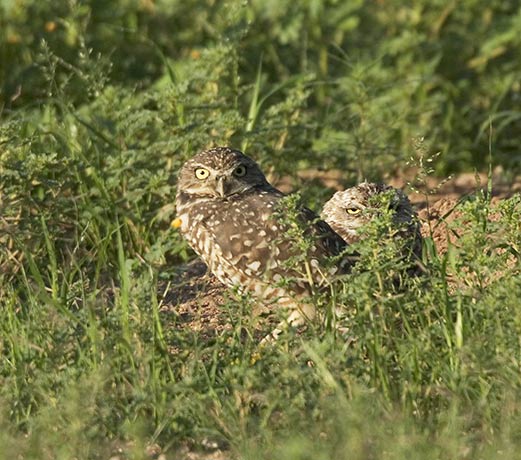Burrowing Owl Athene cunicularia
