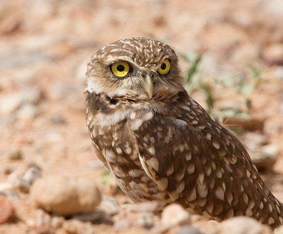 Burrowing Owl Athene cunicularia