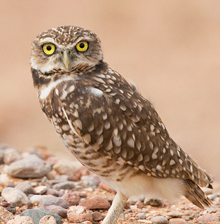 Burrowing Owl Athene cunicularia