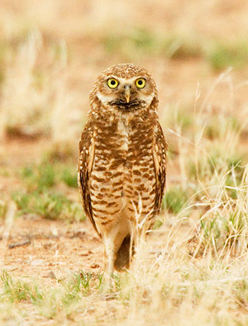 Burrowing Owl Athene cunicularia