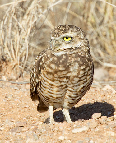 Burrowing Owl Athene cunicularia