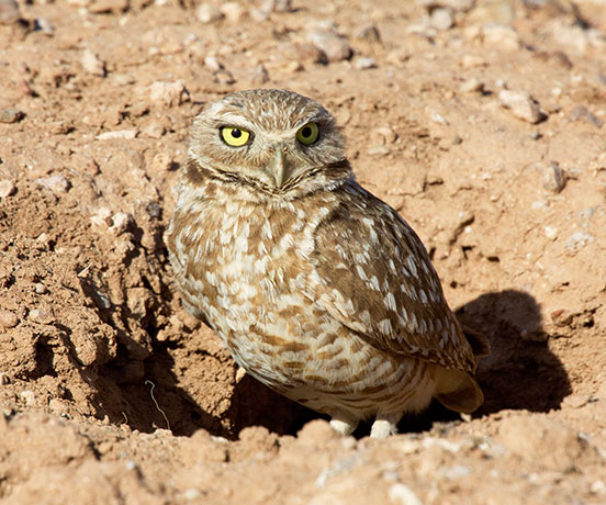 Burrowing Owl Athene cunicularia