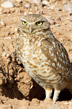 Burrowing Owl Athene cunicularia