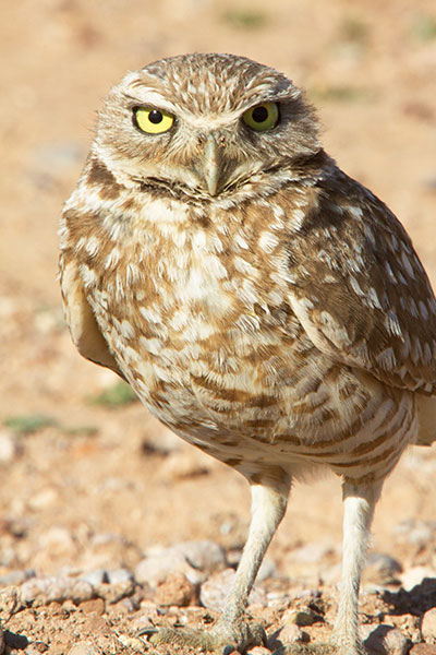 Burrowing Owl Athene cunicularia
