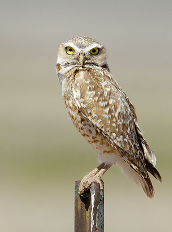 Burrowing Owl Athene cunicularia