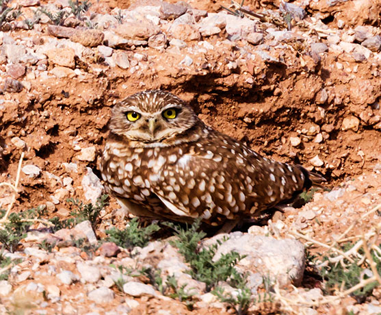 Burrowing Owl Athene cunicularia
