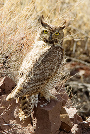 Great Horned Owl Bubo virginianus