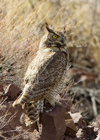 Great Horned Owl Bubo virginianus