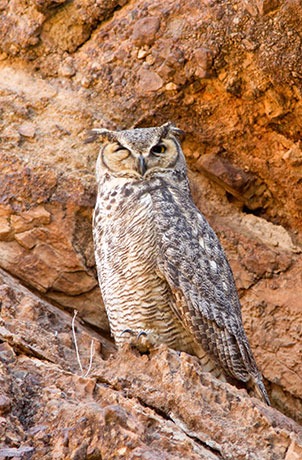 Great Horned Owl Bubo virginianus