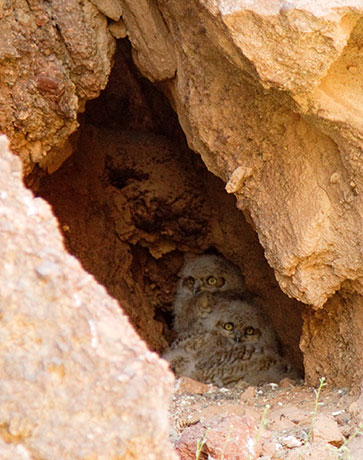Great Horned Owl Bubo virginianus