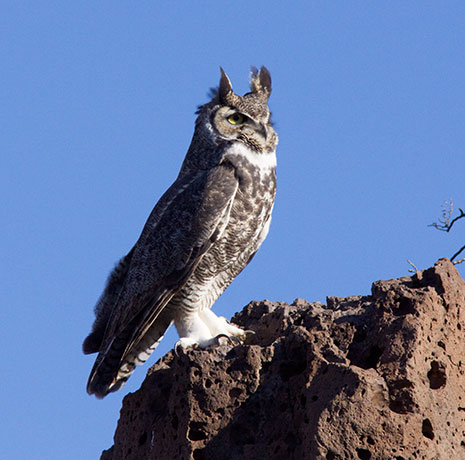 Great Horned Owl Bubo virginianus