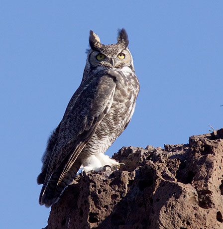 Great Horned Owl Bubo virginianus