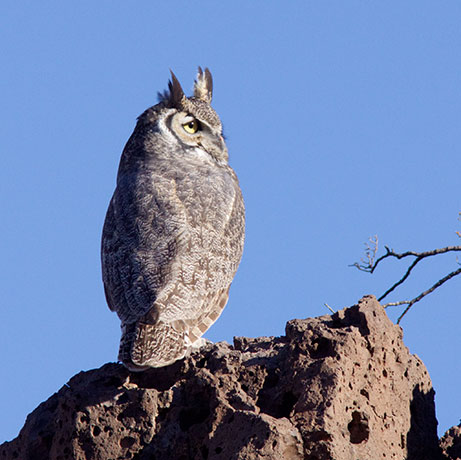 Great Horned Owl Bubo virginianus