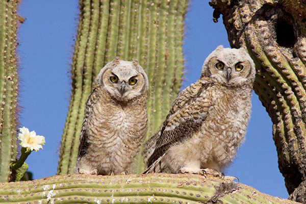 Great Horned Owl Bubo virginianus