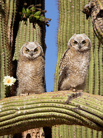 Great Horned Owl Bubo virginianus