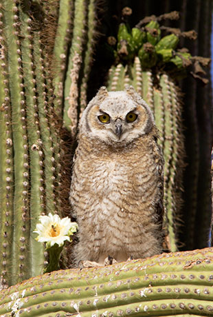Great Horned Owl Bubo virginianus