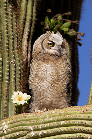 Great Horned Owl Bubo virginianus