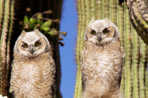 Great Horned Owl Bubo virginianus