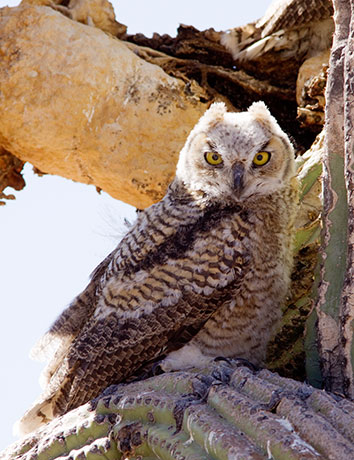 Great Horned Owl Bubo virginianus