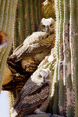 Great Horned Owl Bubo virginianus