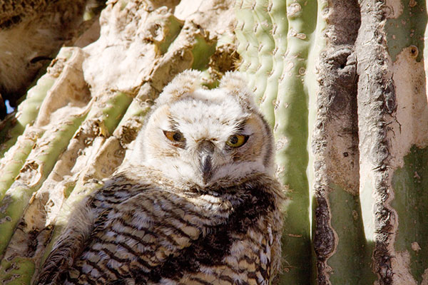 Great Horned Owl Bubo virginianus