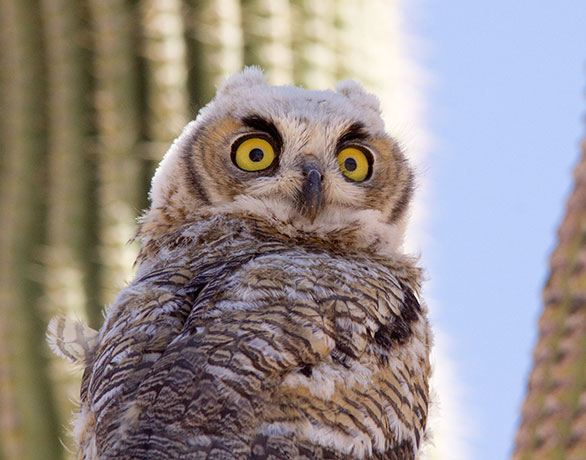 Great Horned Owl Bubo virginianus