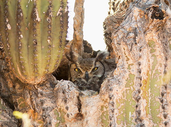 Great Horned Owl Bubo virginianus