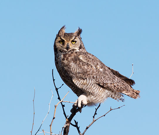 Great Horned Owl Bubo virginianus