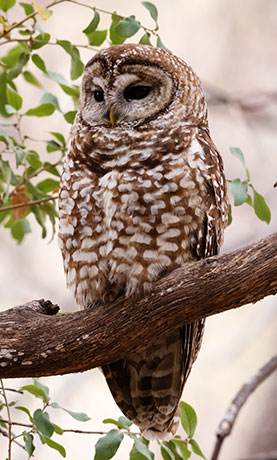 Mexican Spotted Owl Strix occidentalis lucida 