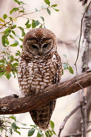 Mexican Spotted Owl Strix occidentalis lucida 