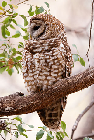 Mexican Spotted Owl Strix occidentalis lucida 
