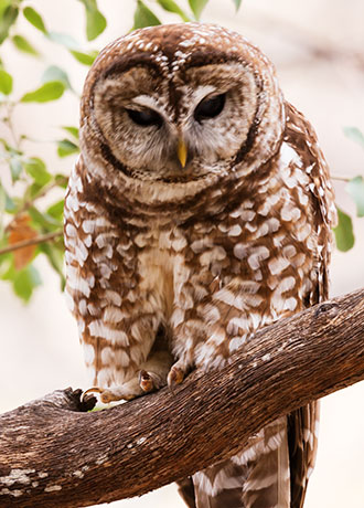 Mexican Spotted Owl Strix occidentalis lucida 