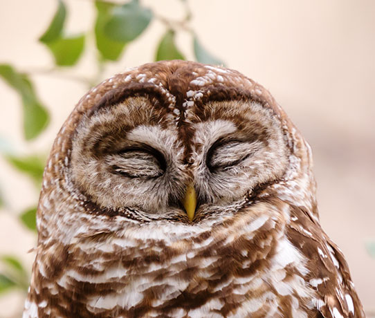 Mexican Spotted Owl Strix occidentalis lucida 