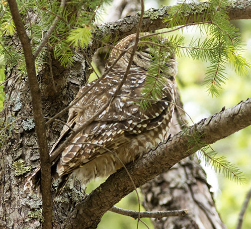 Mexican Spotted Owl Strix occidentalis lucida 