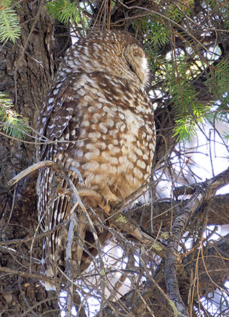 Mexican Spotted Owl Strix occidentalis lucida 