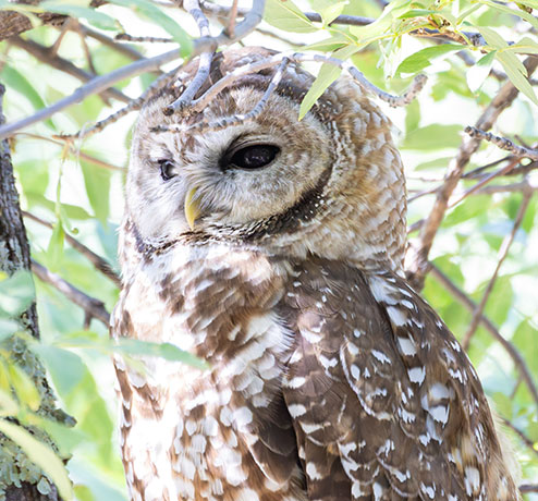 Mexican Spotted Owl Strix occidentalis lucida 