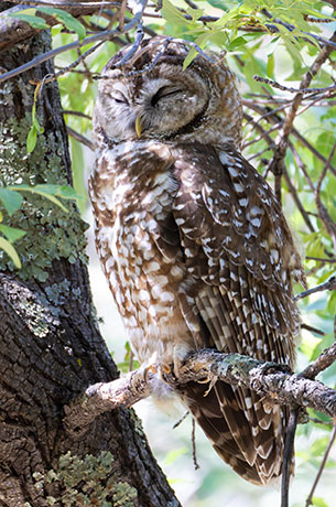 Mexican Spotted Owl Strix occidentalis lucida 