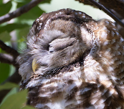 Mexican Spotted Owl Strix occidentalis lucida 